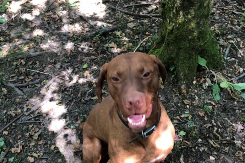Hungarian Vizsla - Dogs
