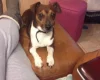 Jack Russell - Dogs