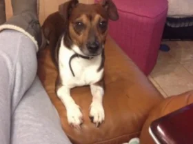 Jack Russell - Dogs