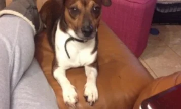 Jack Russell - Dogs
