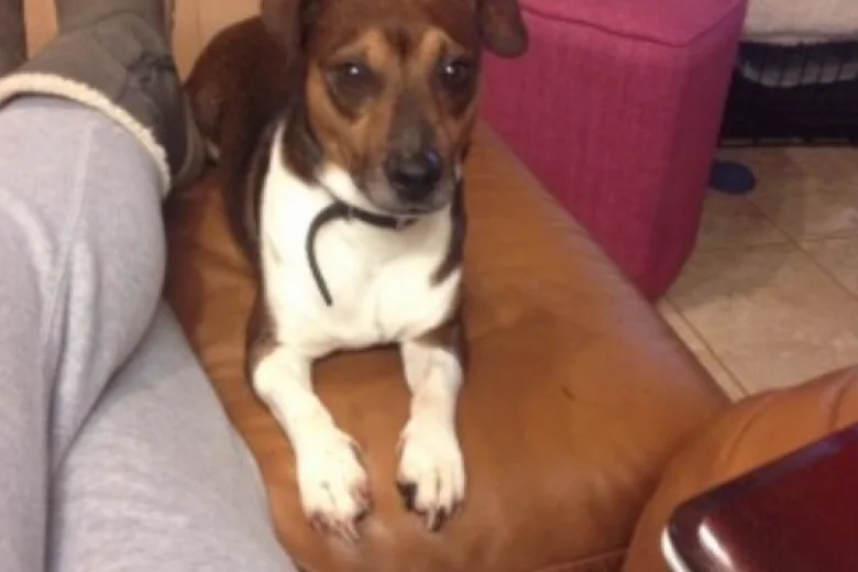 Jack Russell - Dogs