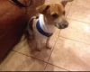 Jack Russell - Dogs