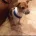 Jack Russell - Dogs