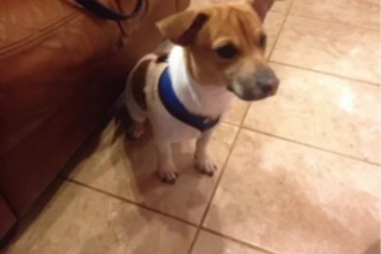 Jack Russell - Dogs