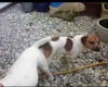 Jack Russell - Dogs