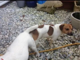 Jack Russell - Dogs