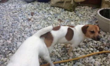 Jack Russell - Dogs