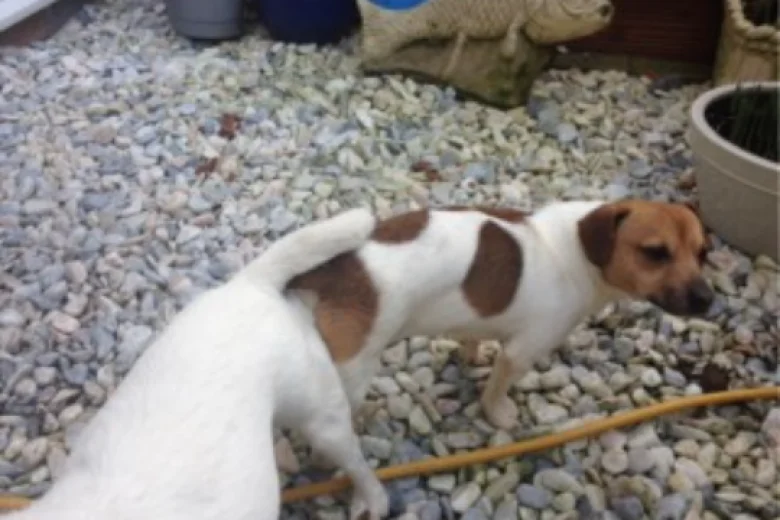 Jack Russell - Dogs