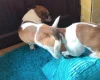 Jack Russell - Dogs