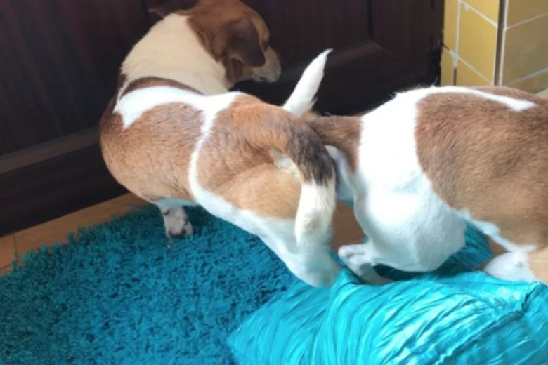 Jack Russell - Dogs