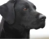 Labrador Retriever - Dogs