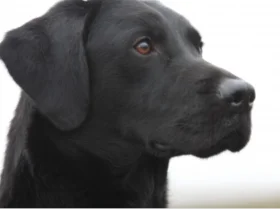 Labrador Retriever - Dogs