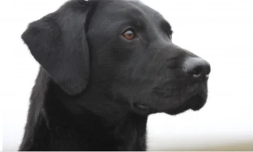Labrador Retriever - Dogs