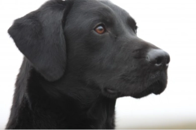 Labrador Retriever - Dogs