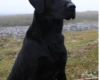 Labrador Retriever - Dogs