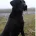 Labrador Retriever - Dogs