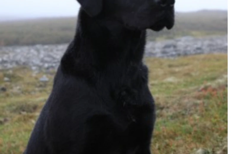 Labrador Retriever - Dogs