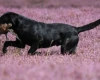 Labrador Retriever - Dogs