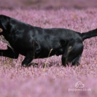 Labrador Retriever - Dogs