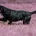 Labrador Retriever - Dogs