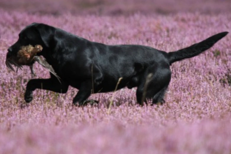 Labrador Retriever - Dogs