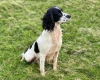 English Springer Spaniel - Dogs