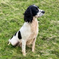 English Springer Spaniel - Dogs