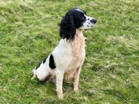 English Springer Spaniel - Dogs