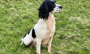 English Springer Spaniel - Dogs