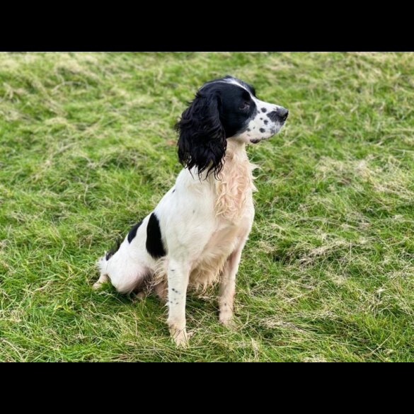 English Springer Spaniel - Dogs