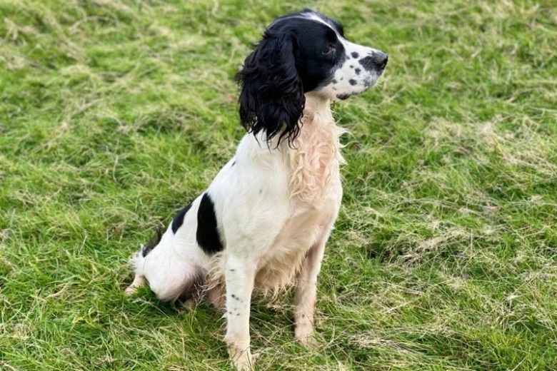 English Springer Spaniel - Dogs