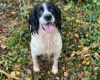 English Springer Spaniel - Dogs
