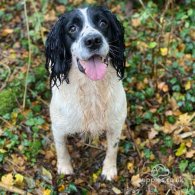 English Springer Spaniel - Dogs