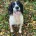 English Springer Spaniel - Dogs