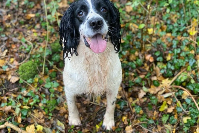 English Springer Spaniel - Dogs