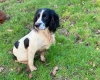 English Springer Spaniel - Dogs