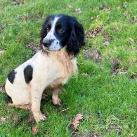 English Springer Spaniel - Dogs