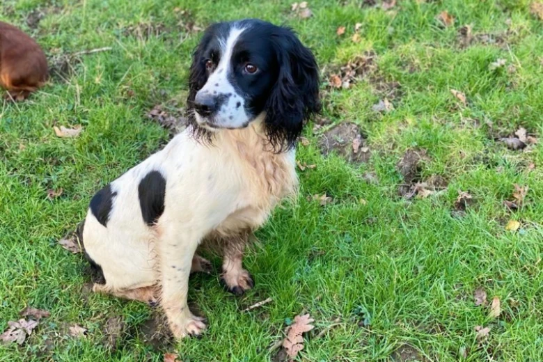 English Springer Spaniel - Dogs