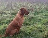 Labrador Retriever - Dogs