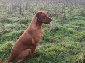 Labrador Retriever - Dogs