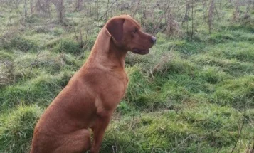 Labrador Retriever - Dogs