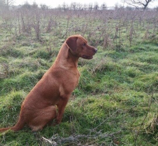 Labrador Retriever