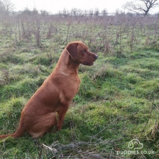 Labrador Retriever - Dogs