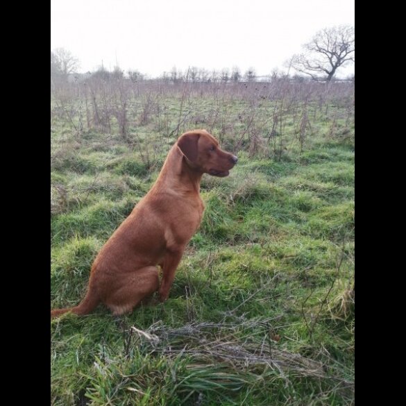 Labrador Retriever - Dogs