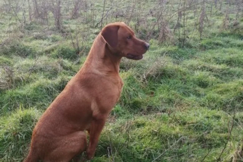 Labrador Retriever - Dogs