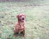 Labrador Retriever - Dogs
