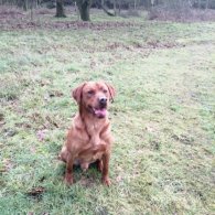 Labrador Retriever - Dogs