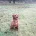 Labrador Retriever - Dogs