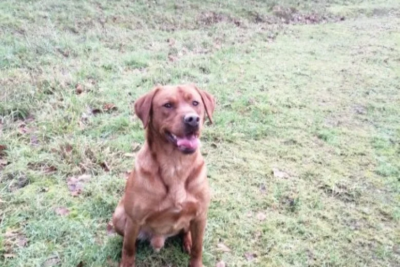 Labrador Retriever - Dogs
