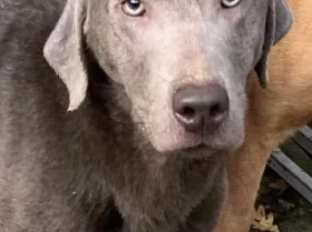 Labrador Retriever - Dogs